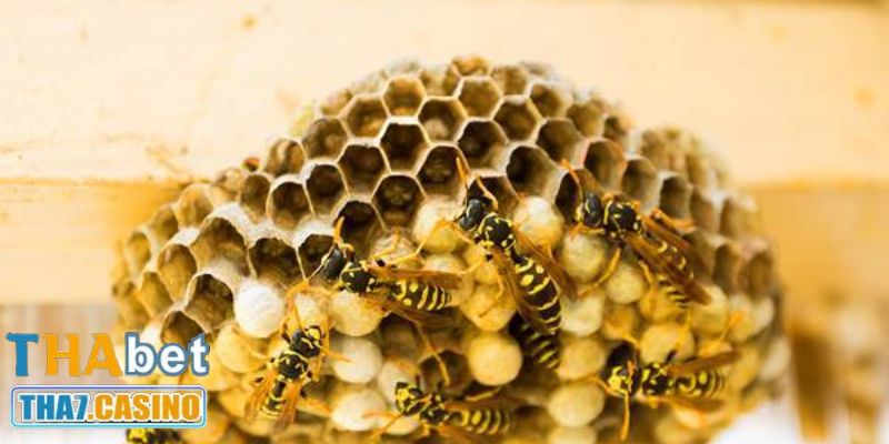 Ong làm tổ trong nhà cho thấy gia đình hoà thuận